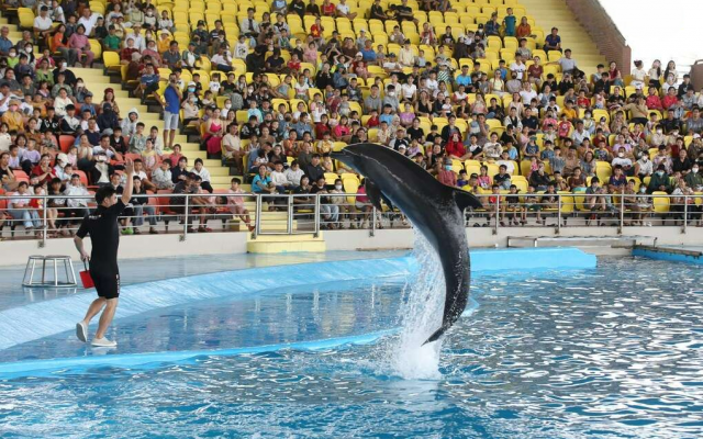Review chi tiết Show diễn cá heo Da Nang Dolphinarium