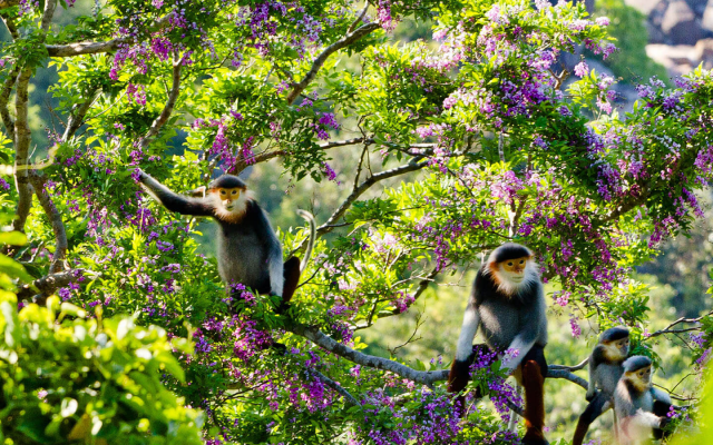 Voọc chà vá chân nâu có tại Sơn Trà - Đà Nẵng